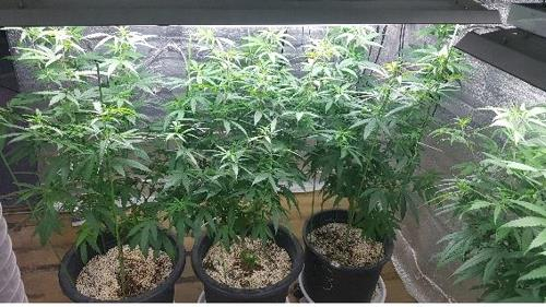  대마 재배해 비트코인 받고 판매한 일당 적발