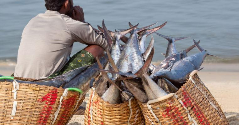  인도 케랄라 주, 우유·생선 공급망에 블록체인 기술 도입