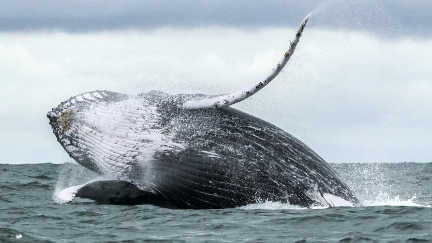  체인애널리시스 연구 