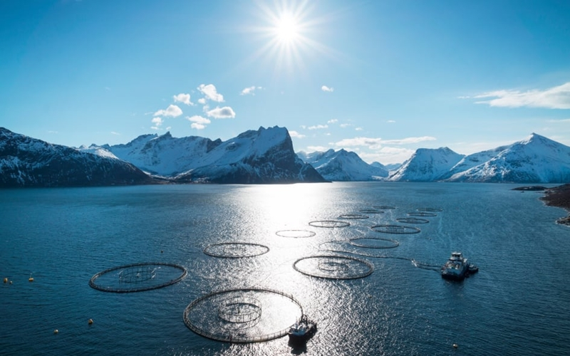 IBM, 노르웨이 연어 산지 추적에 블록체인 활용