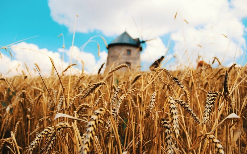  세레알리아, 블록체인 곡물 거래 플랫폼 상용화…세계 최대 밀 시장 지원