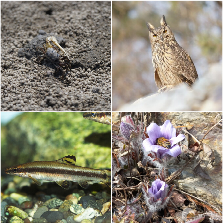  뉴스펭귄, '내가 사랑하는 이달의 멸종위기종' 선정·발표...퍼블리시와 NFT 협업