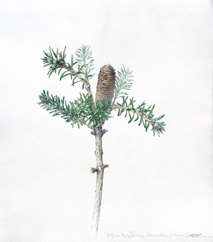  '12월은 구상나무'...뉴스펭귄 '멸종보호 액션' 스타트