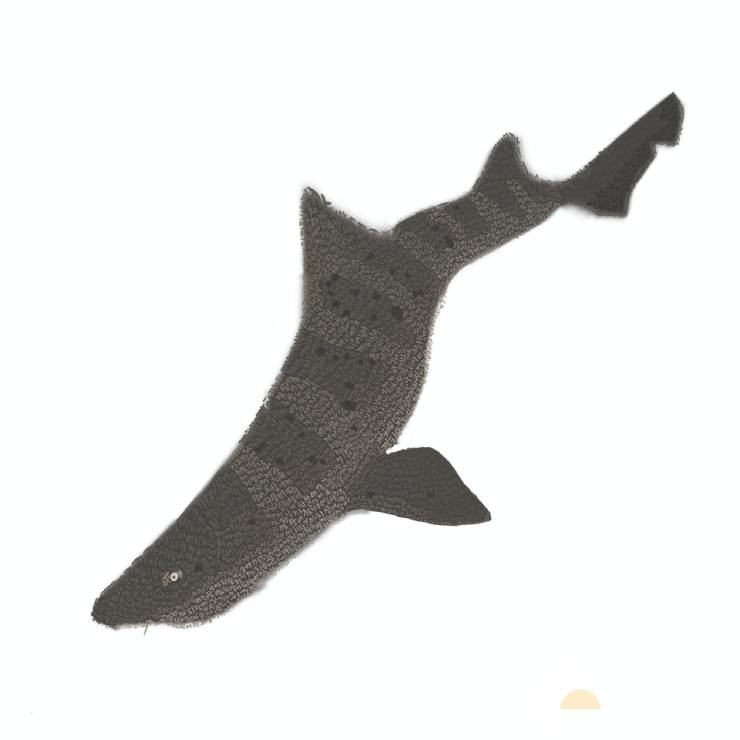  뉴스펭귄, '1월의 멸종위기종' 까치상어 선정