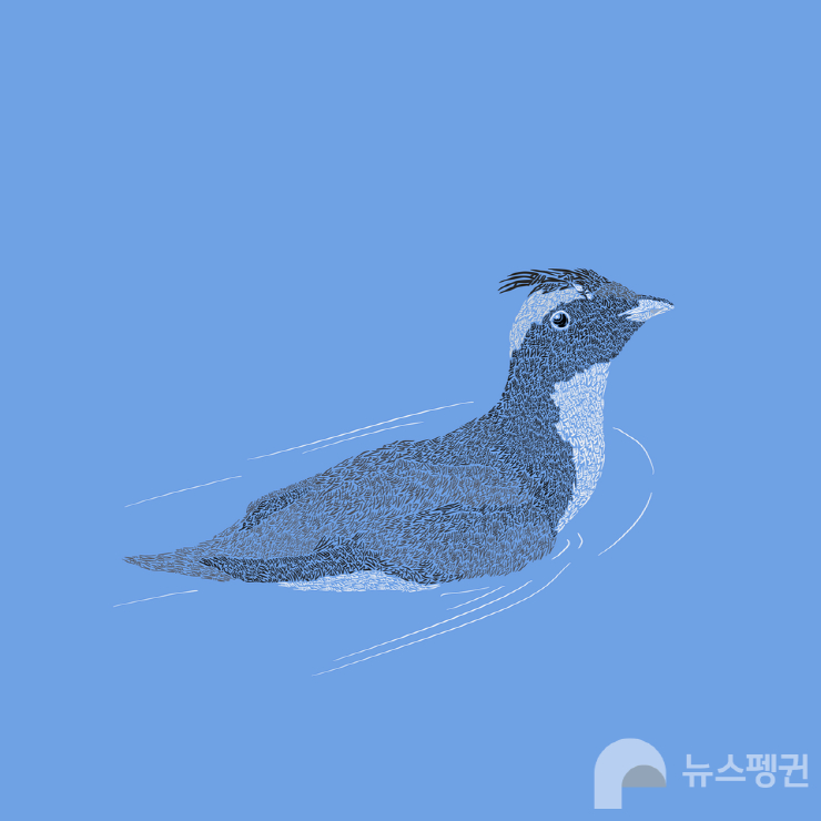  뉴스펭귄, '2월의 멸종위기종' 뿔쇠오리 선정