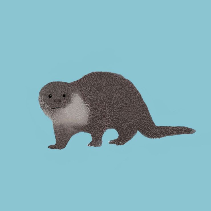  뉴스펭귄, '6월의 멸종위기종' 수달 선정