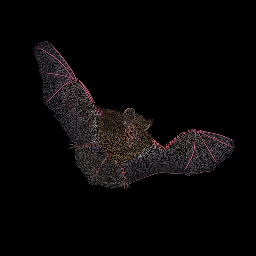  뉴스펭귄, '9월의 멸종위기종' 작은관코박쥐 선정