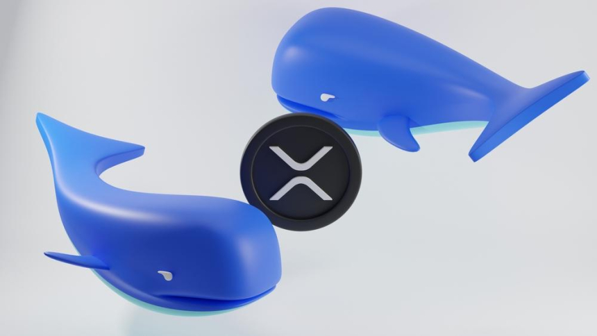 거대 고래들 XRP 8000만개 매집, 트럼프 당선 기대감 영향
