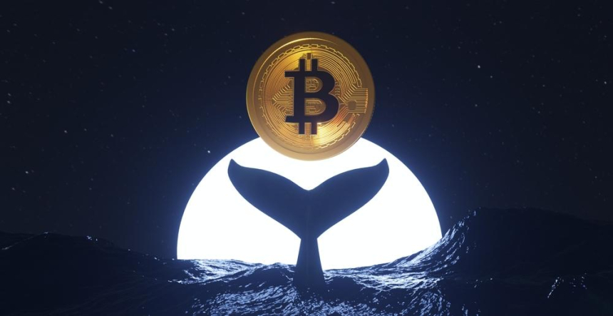 블록체인 분석업체 아캄, 86억 달러 비트코인 고래 매도 의도 없다 분석