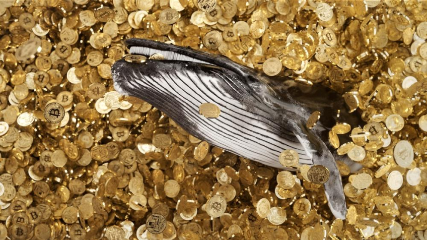  비트코인 고래 3개 지갑, 수년간 휴면 후 12억 6000만 달러 규모 1만 603 BTC 이동