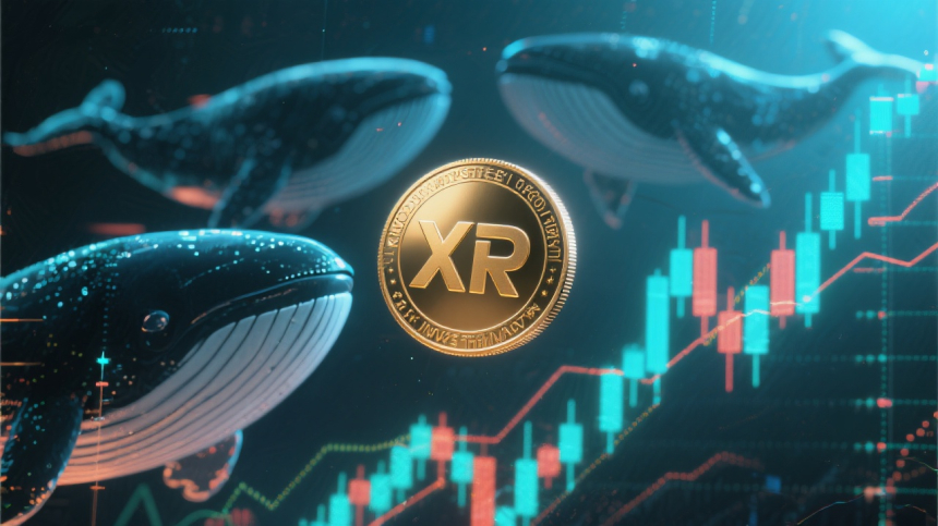  리플($XRP) 2,502억 원 대량 매수에도…고래 ‘매집 vs 개미 침묵’