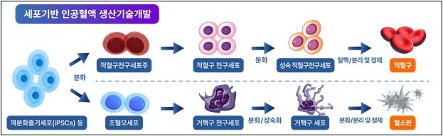 세포로 만든 인공혈액, 식약처 공식 인정…상용화 '청신호'