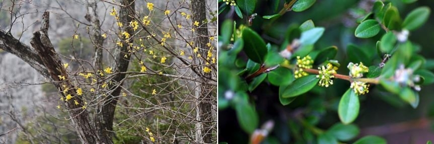  100년 만에 금강산 떠났던 자생식물, 한반도로 귀환하다