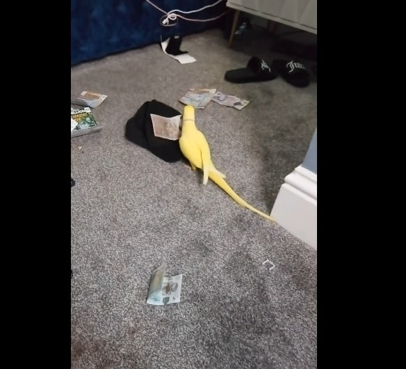  말하는 앵무새, 영국 마약조직 15명 검거의 결정적 단서됐다