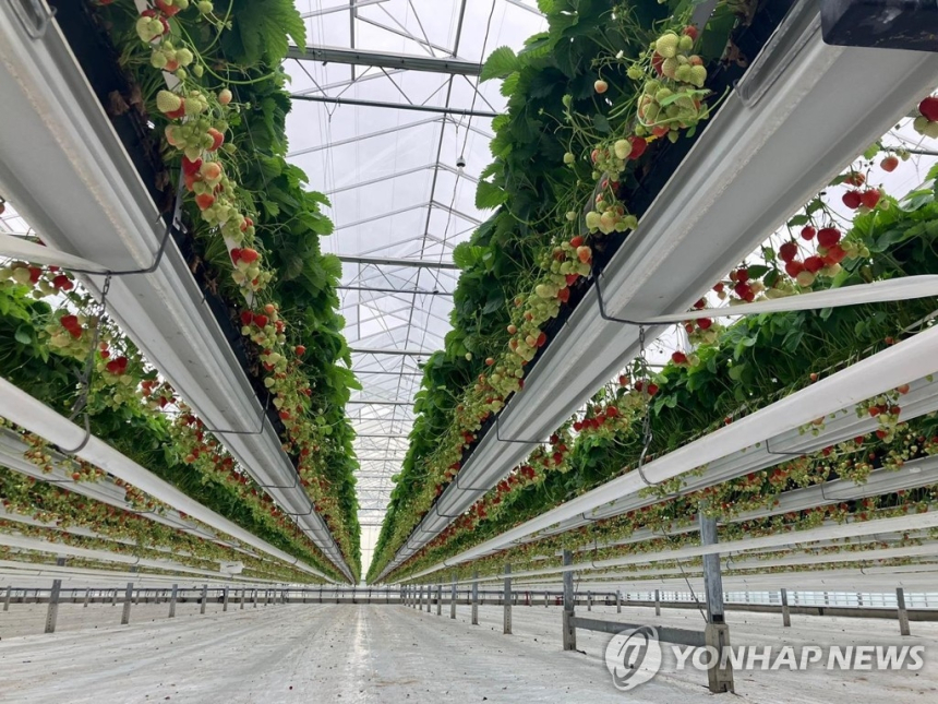  딸기농사도 스마트하게…농진청, 청년농 겨냥한 스마트팜 모델 개발