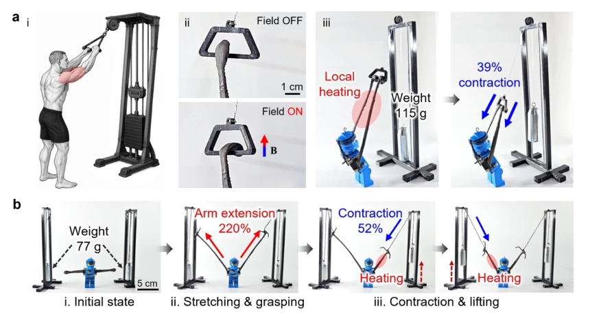  말랑했다 단단해진다…국내 개발 '변신 인공 근육', 로봇의 게임체인저 될까