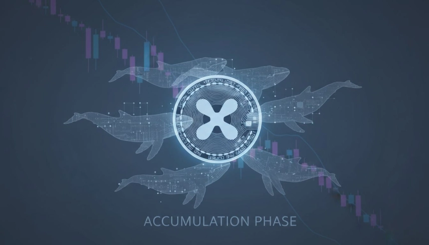 XRP, 고래 매집 본격화…바닥 신호인가 ‘신중한 재포지셔닝’인가