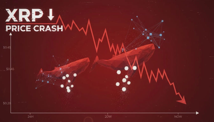 리플(XRP) 최대 55% 급락 신호…고래 매도·네트워크 둔화가 압박