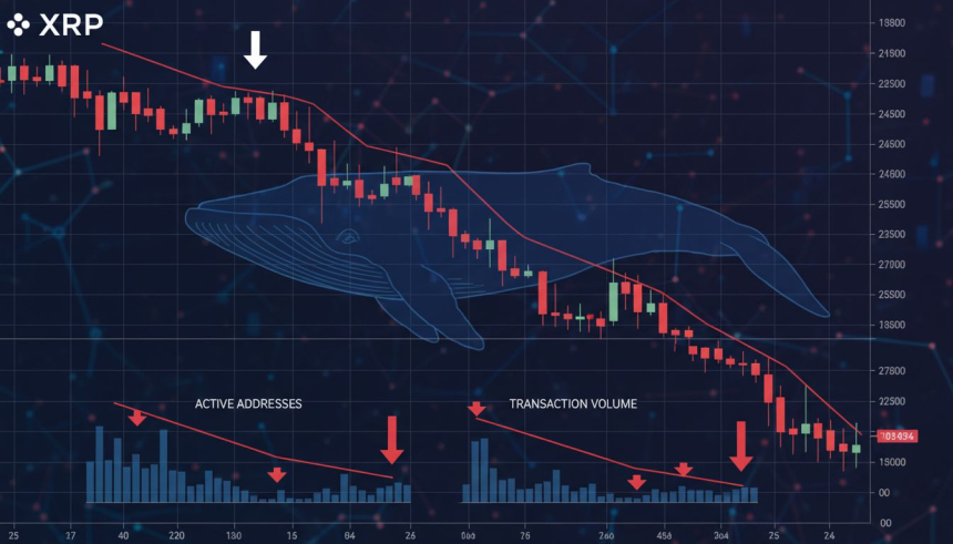  XRP, 고래 매도에 최대 56% 하락 경고…기술적·기초적 위험 겹쳐