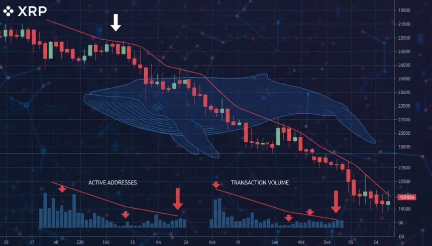 XRP, 고래 매도에 최대 56% 하락 경고…기술적·기초적 위험 겹쳐