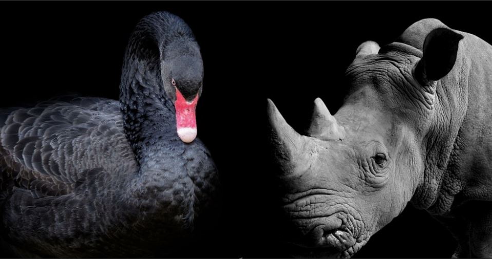 [경제분석] 코린이들이 모르는 것: 이건 블랙스완이 아니라, 예고된 코뿔소다