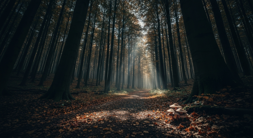 8만5034 LTC 부풀리기 공격…라이트코인 MWEB ‘치명적 검증 결함’ 드러났다