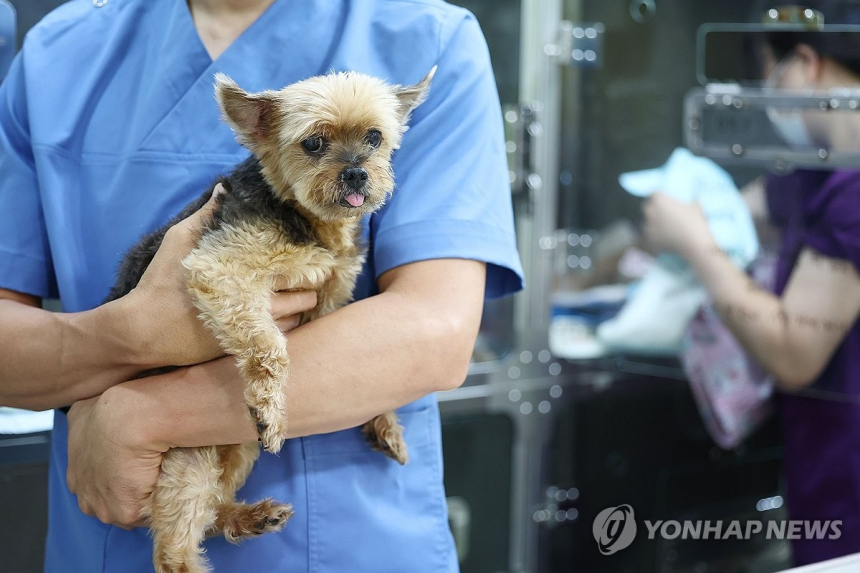 펫보험 관심 급증에도 여전한 시장 장벽: 가입률 12.8%로 미미